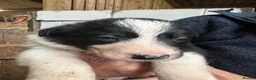 Border Collie dogs for sale: Farm Bred Border Collie puppies  - Advert 5