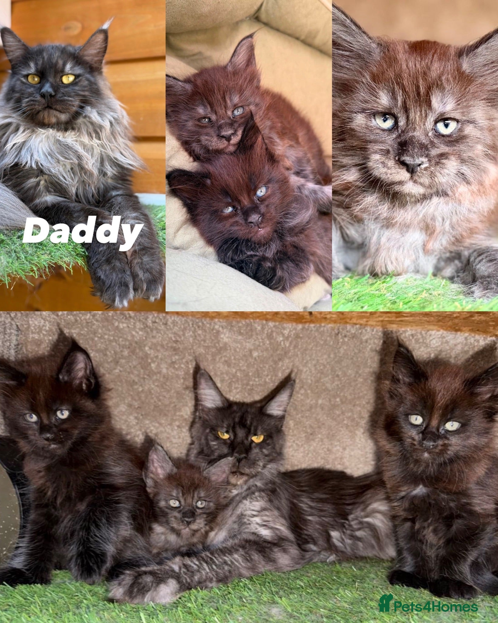 Maine Coon cats Black Smoke TICA Maine Coons - Advert 1