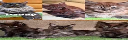 Maine Coon cats for sale: Black Smoke TICA Maine Coons - Advert 1