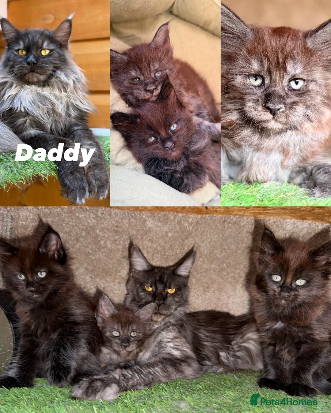 Maine Coon cats for sale: Black Smoke TICA Maine Coons - Advert 1
