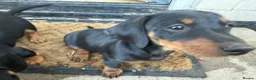 Miniature Dachshund dogs for sale: Beautiful miniature dachshund puppies - Advert 9