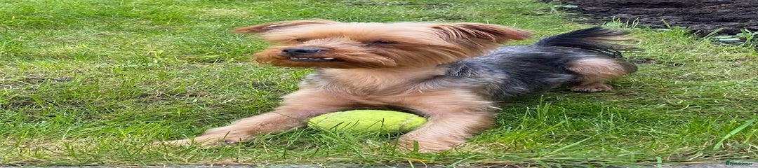 Yorkshire Terrier - goes by Sugarcube
