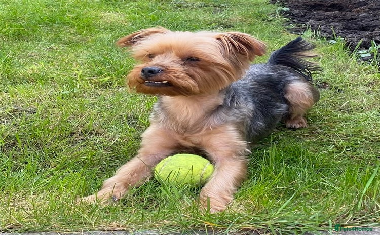 Yorkshire Terrier dogs - Advert 5