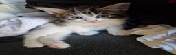 Mixed Breed cats for sale: Maine coon cross - Advert 6