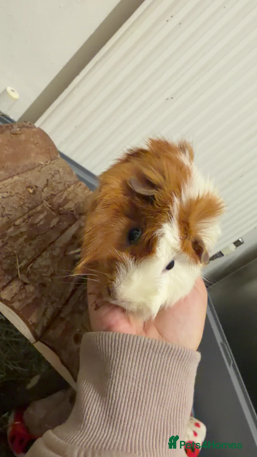 Guinea Pig rodents for sale: Guinea Pig Looking for Home + cage + food - Advert 2