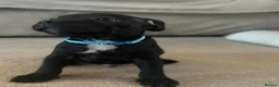 Staffordshire Bull Terrier dogs for sale: KC Registered Staffordshire Bull Terrier puppies in Mansfield - Advert 3
