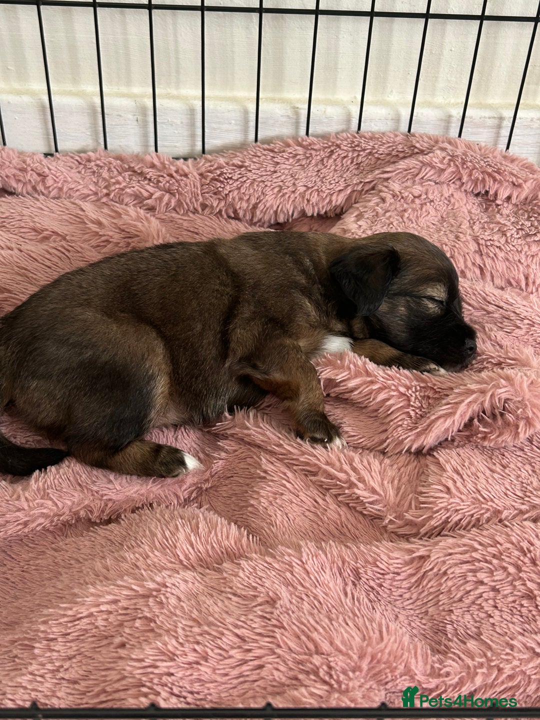 Mixed Breed dogs for sale: American cocker spaniel x Pomeranian  - Image 29