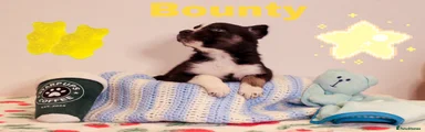 Bounty