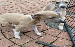 Mixed Breed dogs for sale: 2 beautiful Italian greyhounds  - Image 8