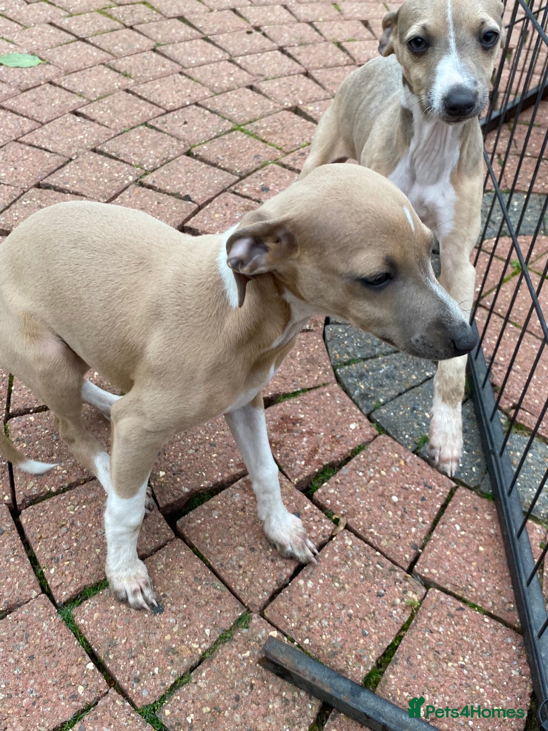 Mixed Breed dogs for sale: 2 beautiful Italian greyhounds  - Image 8