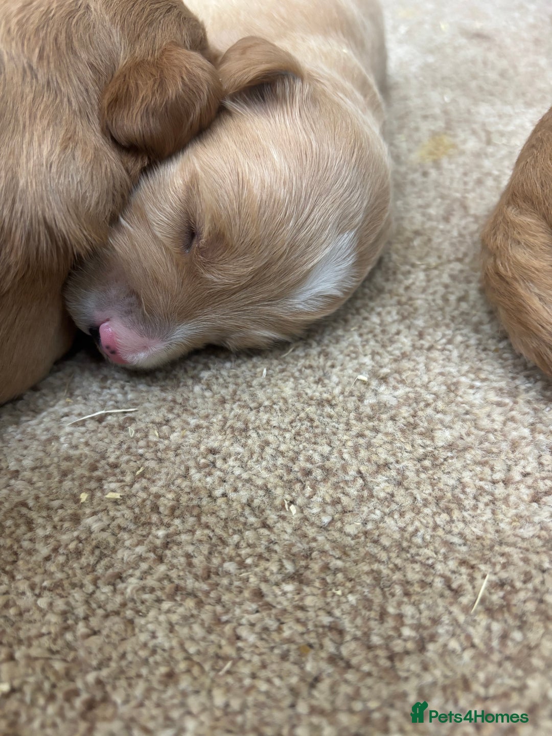 Mini Goldendoodle dogs for sale: F1 miniature Goldendoodle puppies. - Image 6