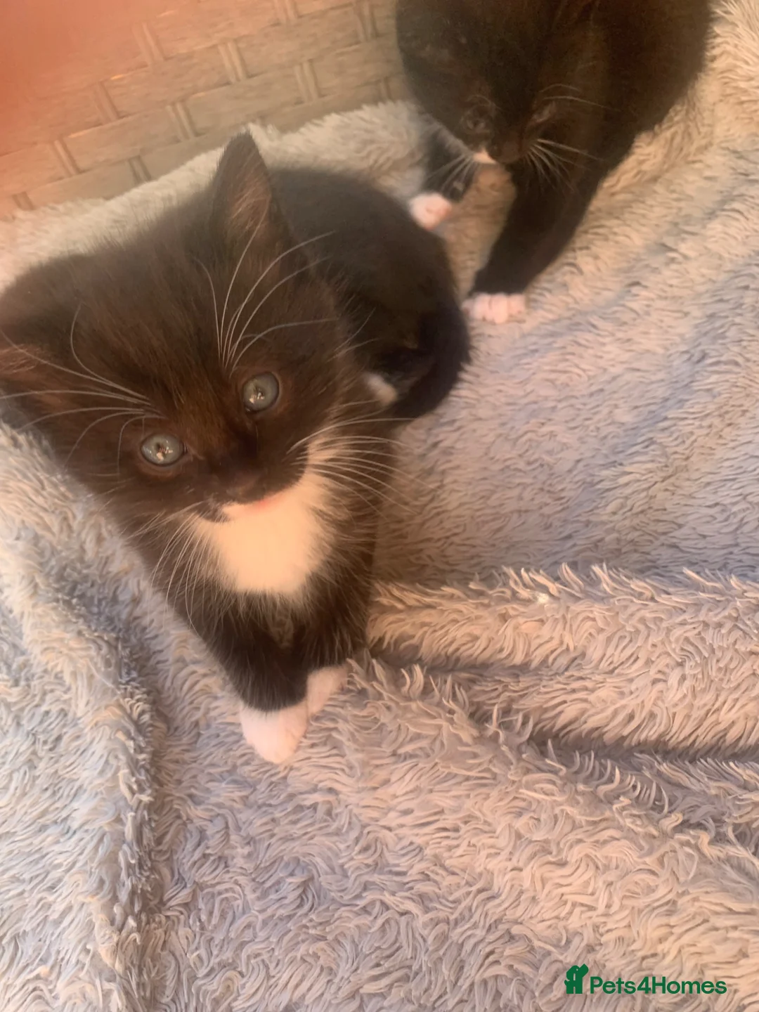 Mixed Breed cats for sale: Adorable kittens  - Advert 18