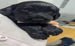 Cockapoo dogs for sale: Cockapoo puppies  - Image 14