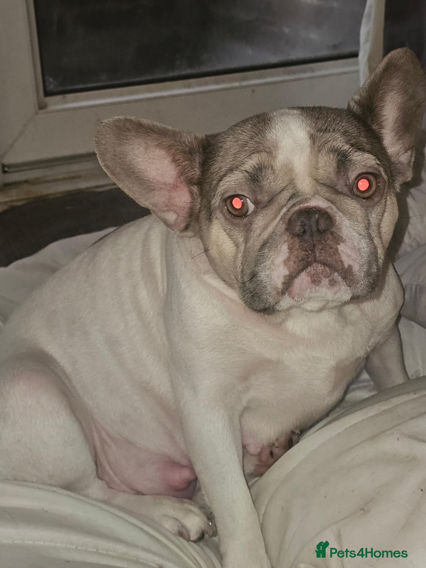 French Bulldog dogs for sale: Full French bulldog puppies  - Advert 1