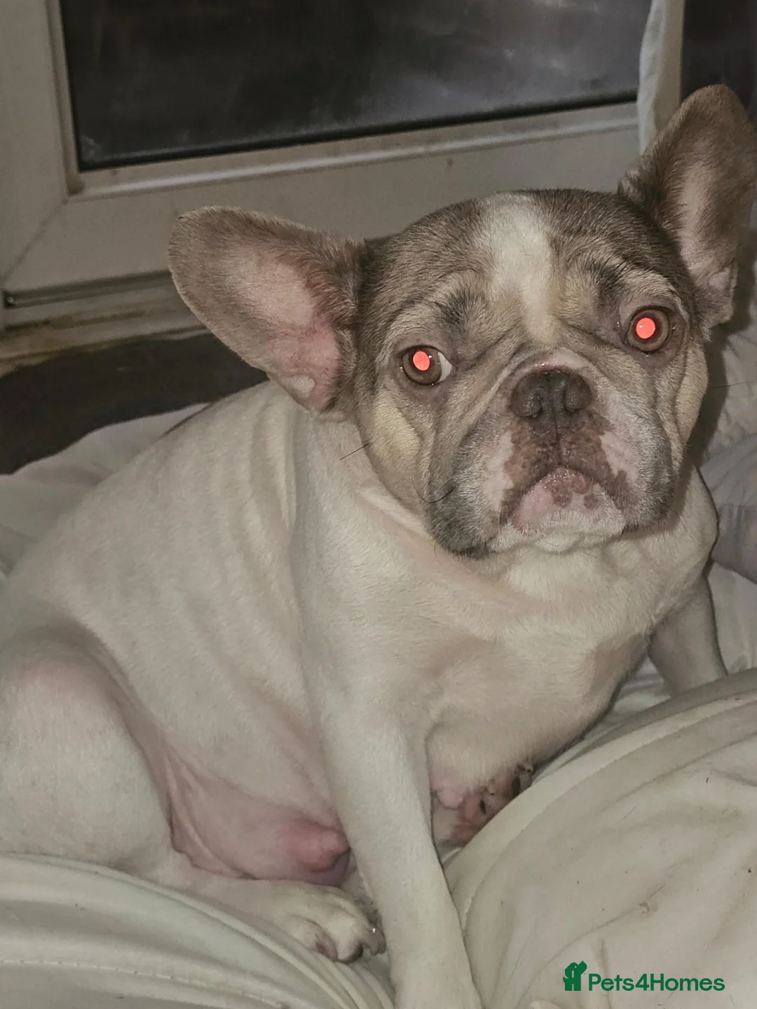 French Bulldog dogs for sale: Full French bulldog puppies  - Advert 1