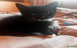 Domestic Shorthair cats for sale: 2 kittens for sale  - Image 2