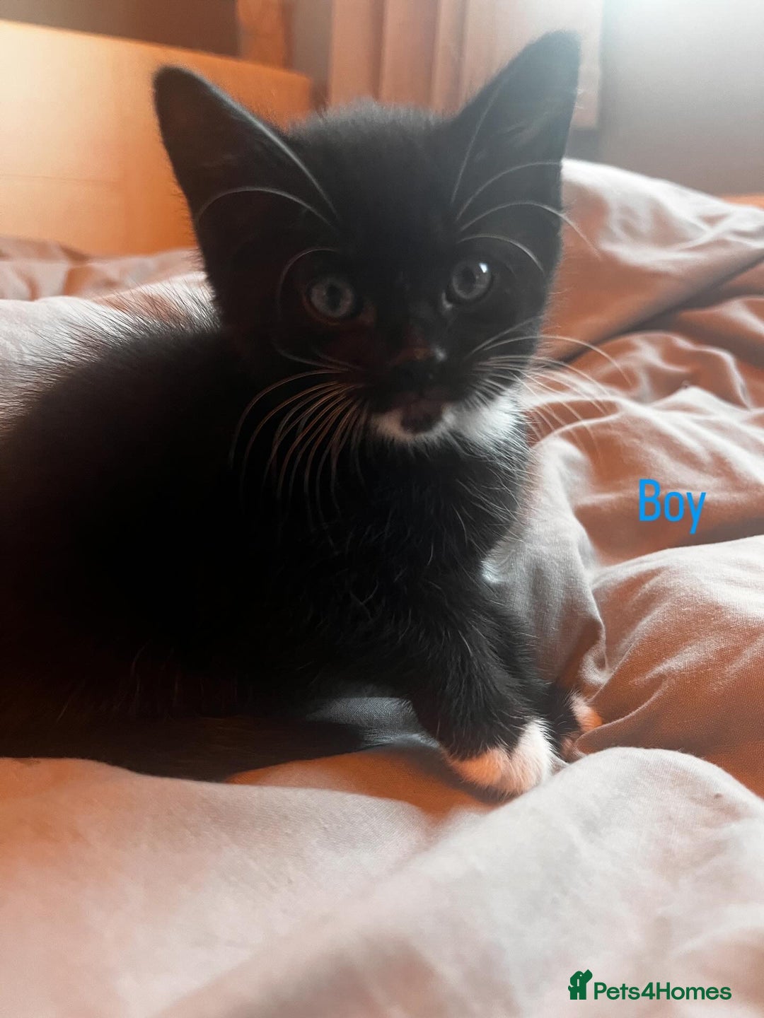 Domestic Shorthair cats for sale: 2 kittens for sale  - Image 2