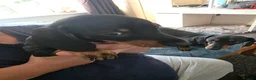 Dachshund dogs for sale: Stunning Standard Smooth hair Dachshund Puppies. - Advert 30