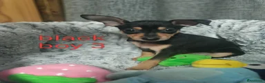 Miniature Pinscher 3
