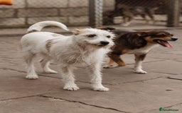 Mixed Breed dogs for adoption: 💖🐶 FAY 🐶💖 - Image 5