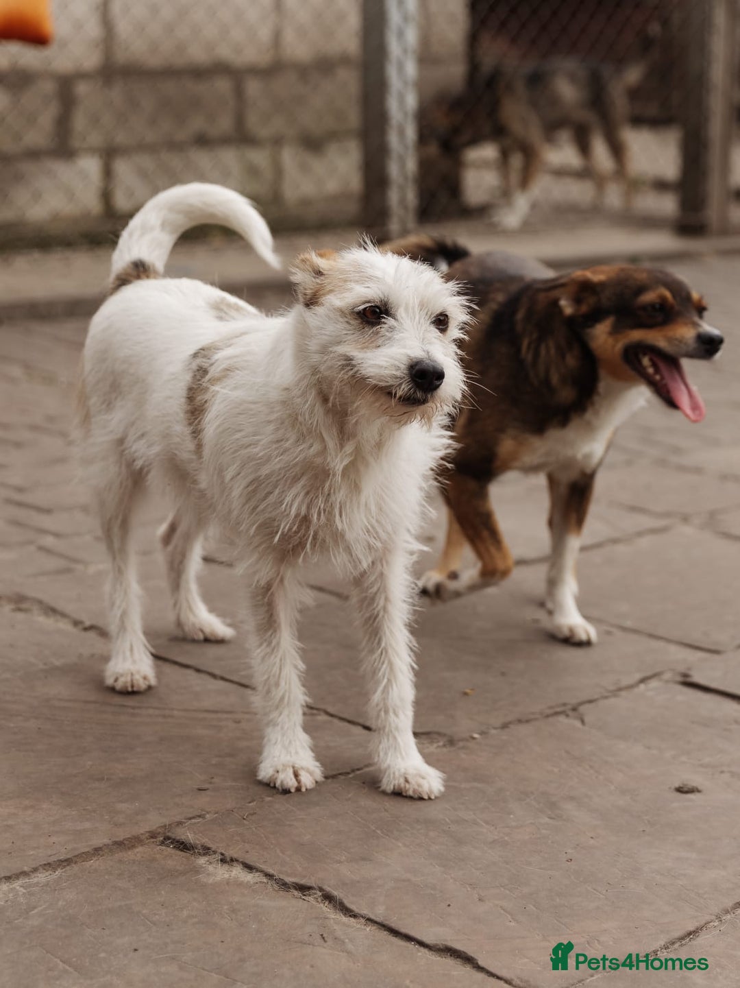 Mixed Breed dogs for adoption: 💖🐶 FAY 🐶💖 - Image 5