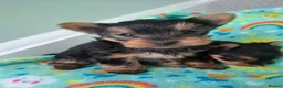 Yorkshire Terrier dogs for sale: Yorkshire Terrier Puppies - Advert 2