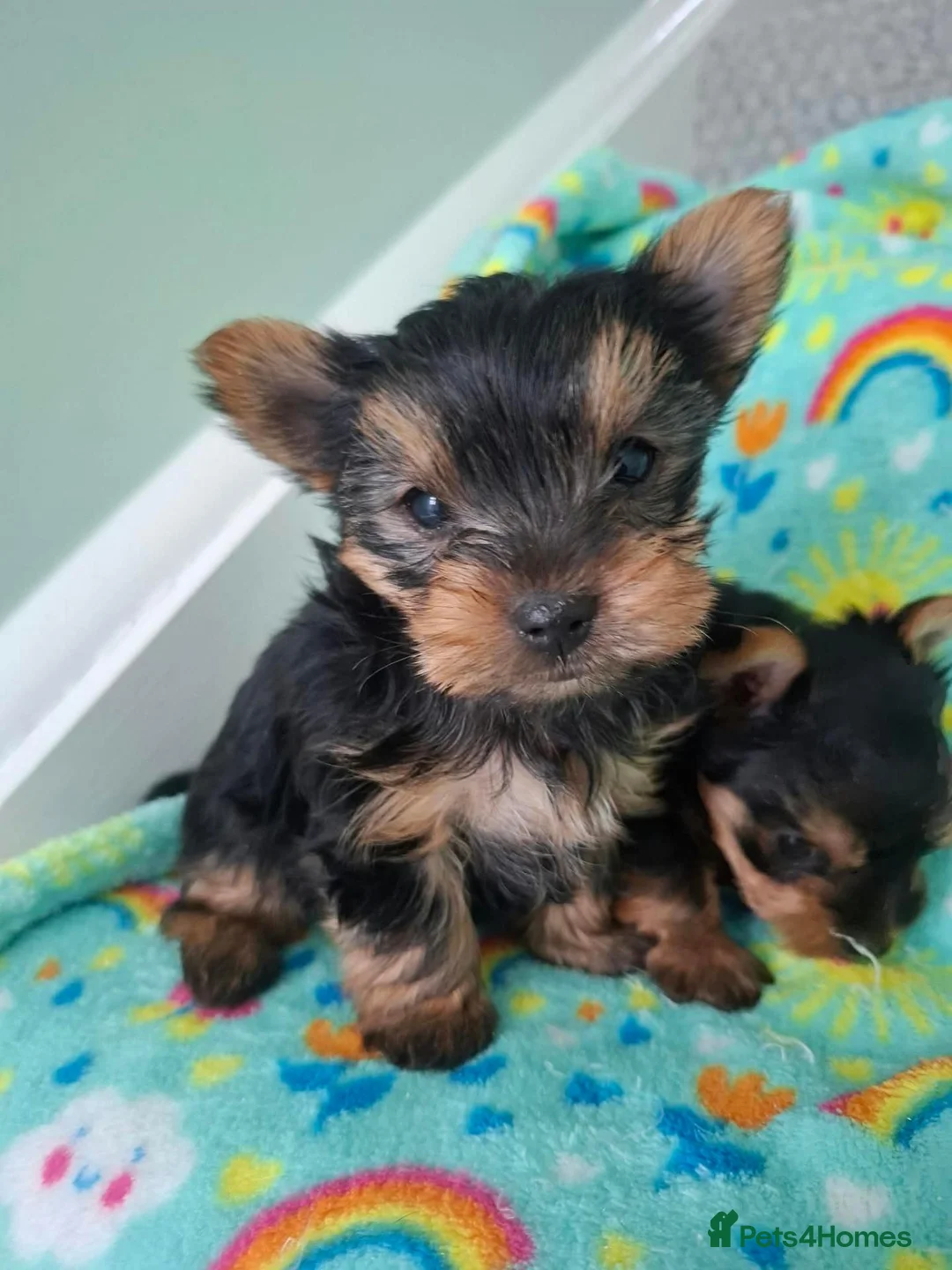 Yorkshire Terrier dogs for sale: Yorkshire Terrier Puppies - Advert 2