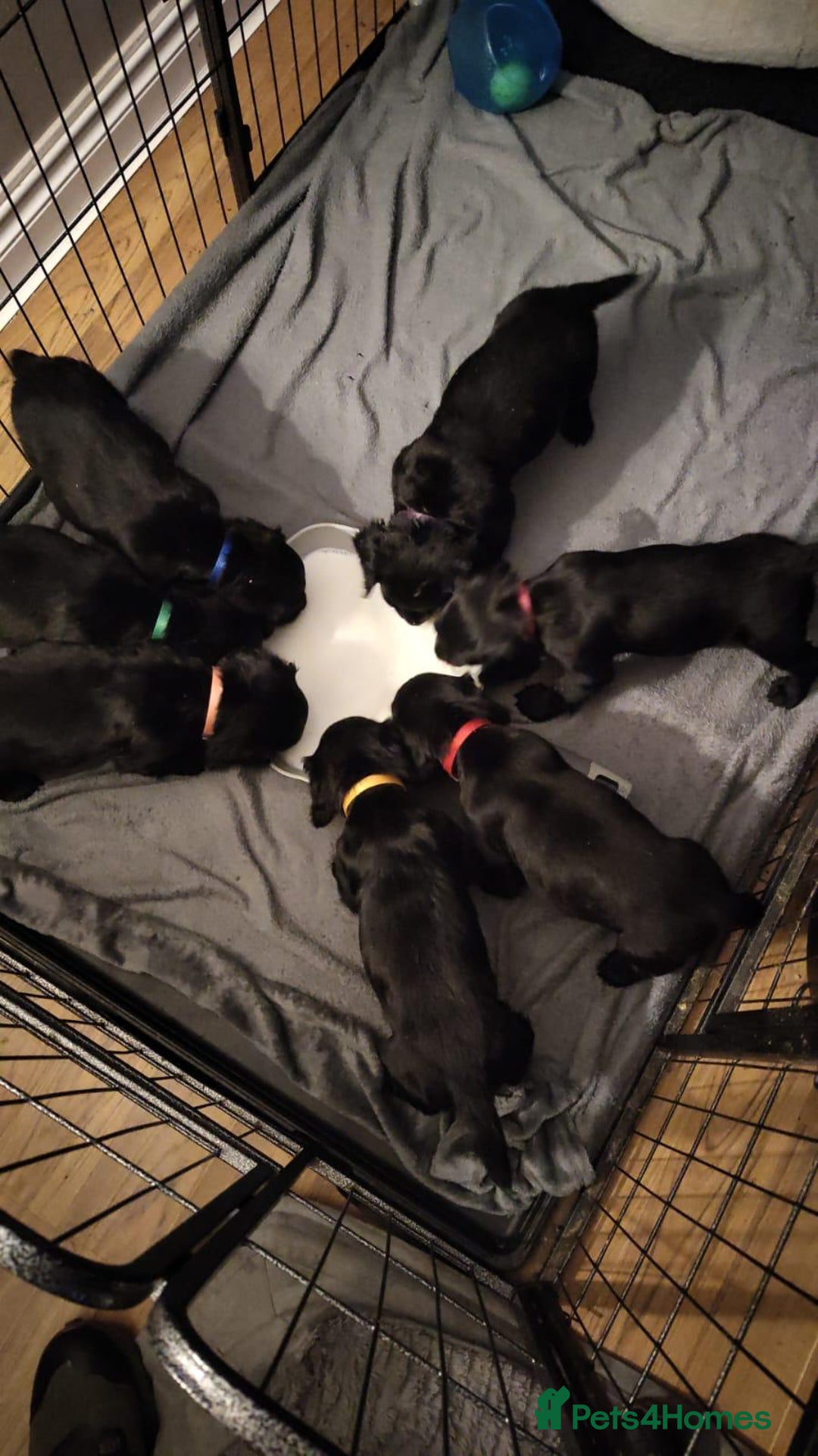 Cocker Spaniel dogs for sale: Cocker Spaniel puppies for sale - Advert 4