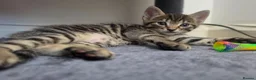 Mixed Breed cats for sale: 3 stunning boy kittens  - Advert 30