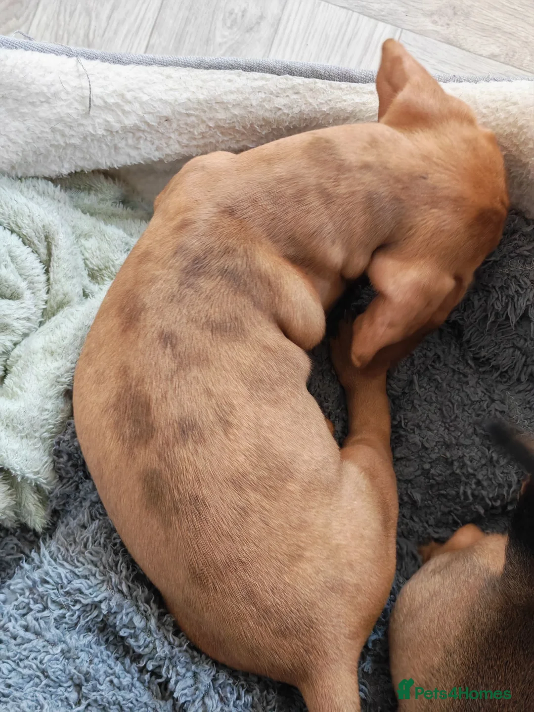 Dachshund dogs for sale: Miniature dachshund dapple boy and caramel girl - Advert 26