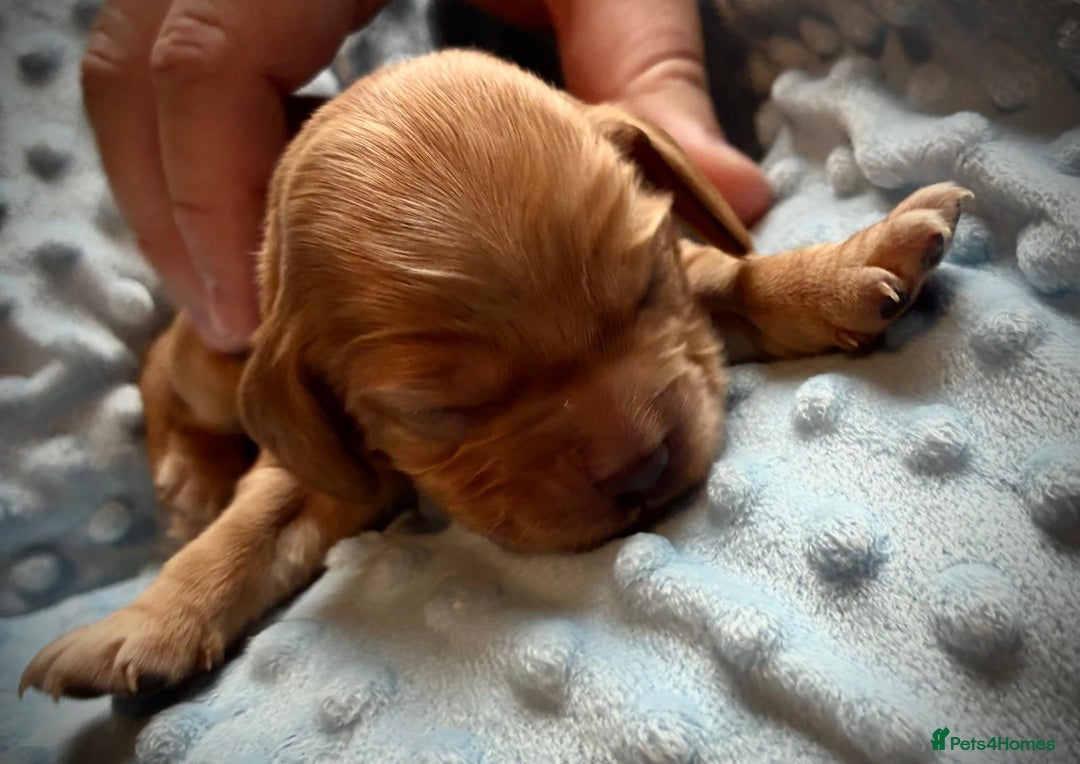 Sprocker dogs for sale: 9 gorgeous Sprocker pups - Image 10