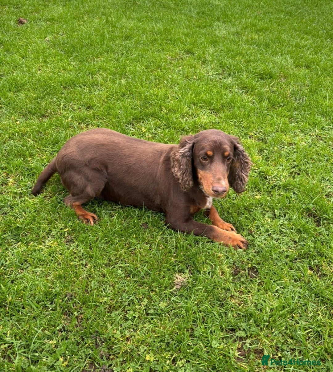 Cocker Spaniel dogs for sale: Cocker Spaniel  - Advert 3