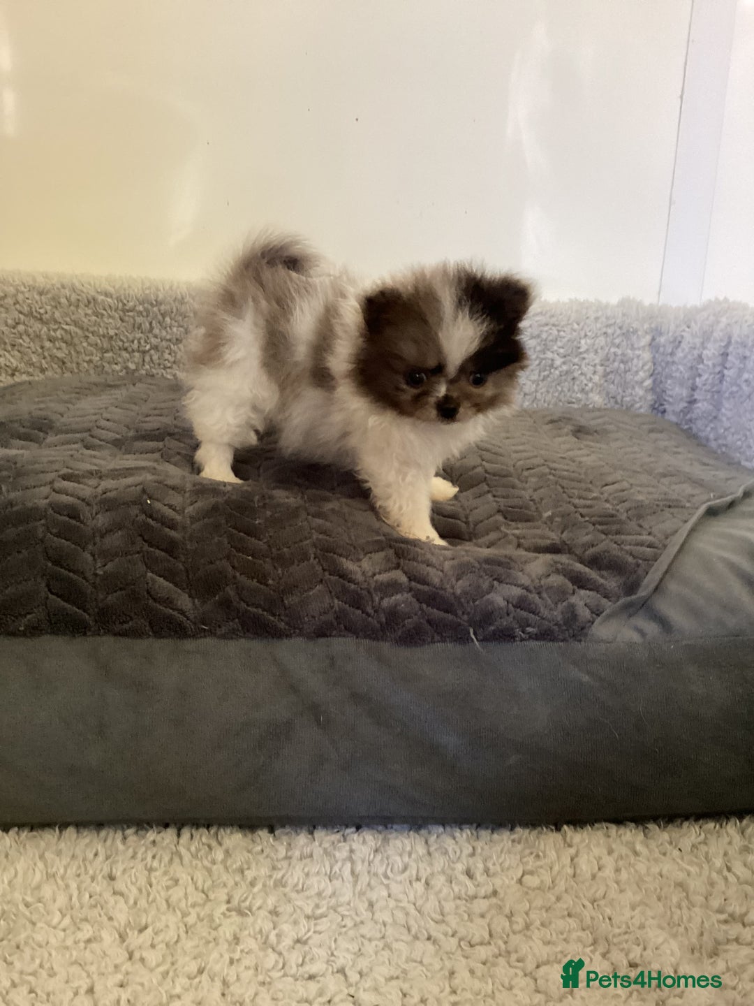 Pomeranian dogs for sale: Pomeranian  - Image 5