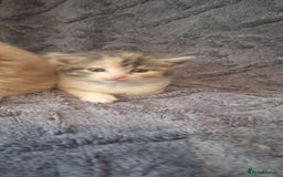 Maine Coon cats for sale: Maincoon cross playful kitten's  - Image 11