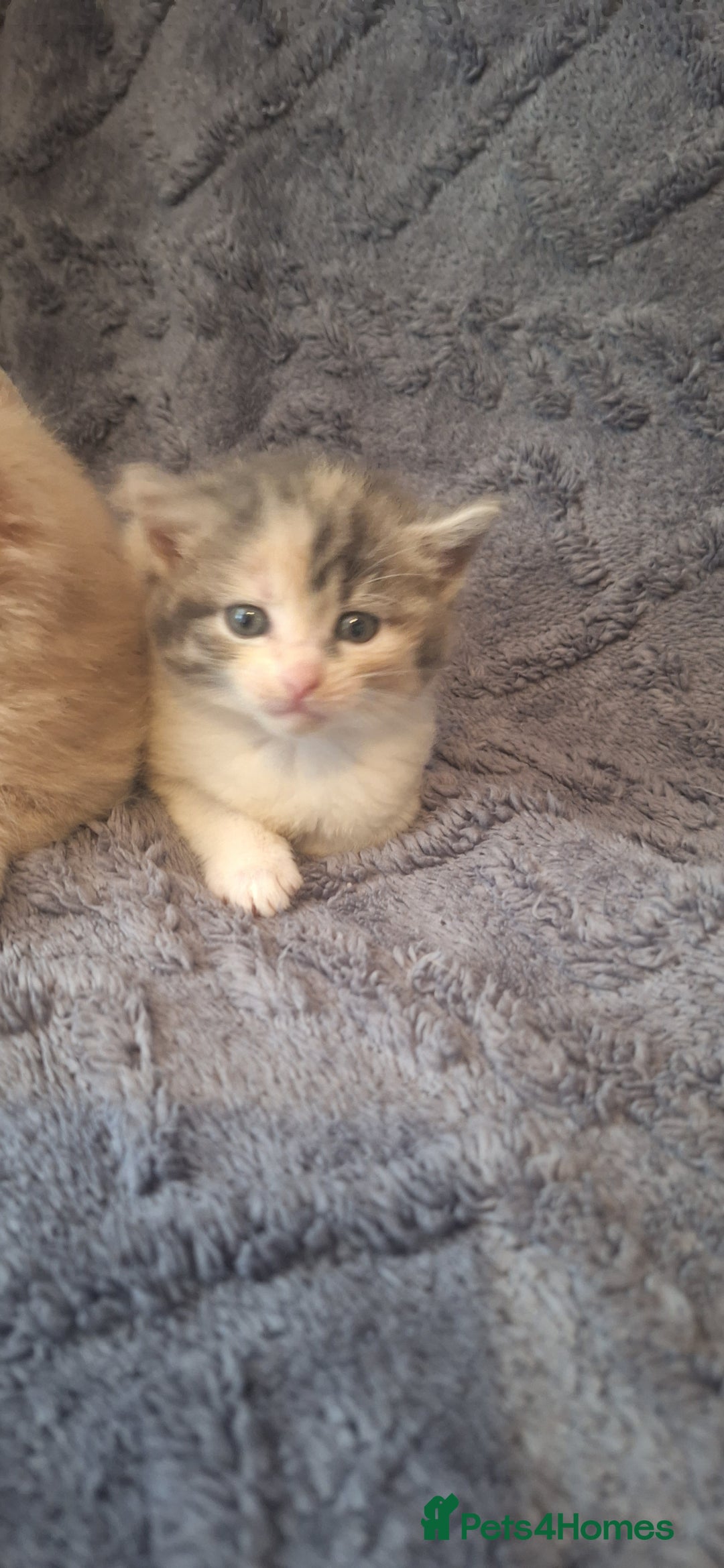 Maine Coon cats for sale: Maincoon cross playful kitten's  - Image 11
