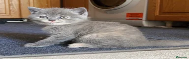 British Shorthair 4