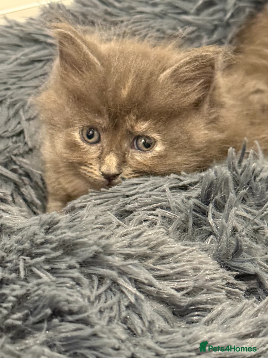 Ragcoon cats for sale: Beautiful Ragcoon kittens - Advert 10