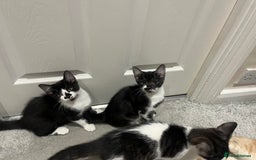Mixed Breed cats for sale: Lovely playful kittens  - Image 4
