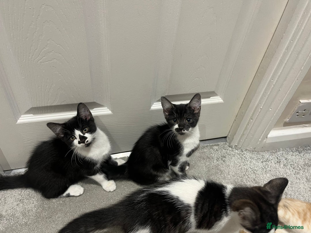 Mixed Breed cats for sale: Lovely playful kittens  - Image 4