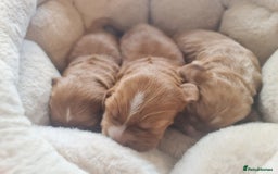 Cocker Spaniel dogs for sale: 3 boy Golden Cocker Spaniel puppies  - Image 8