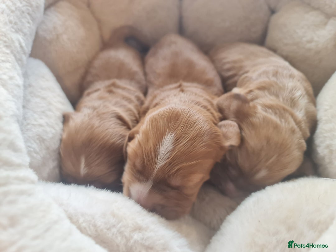 Cocker Spaniel dogs for sale: 3 boy Golden Cocker Spaniel puppies  - Image 8