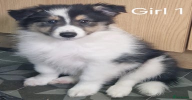 Mixed Breed dogs - Advert 15