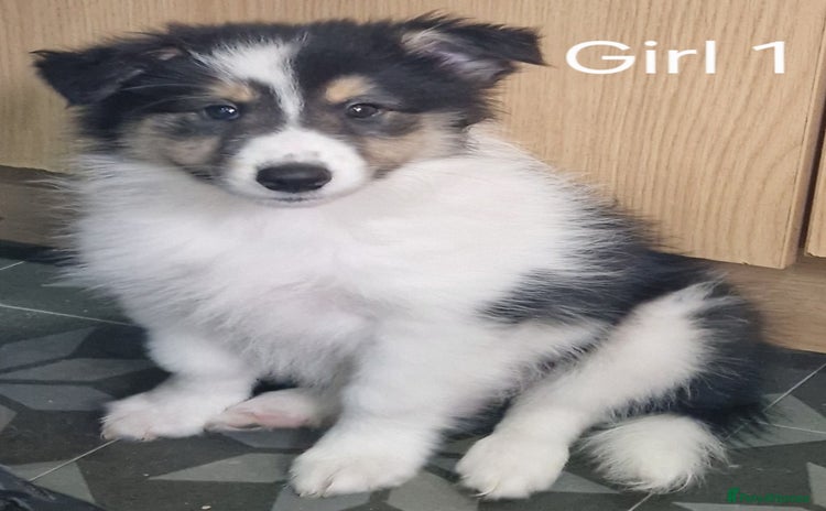 Mixed Breed dogs - Advert 10