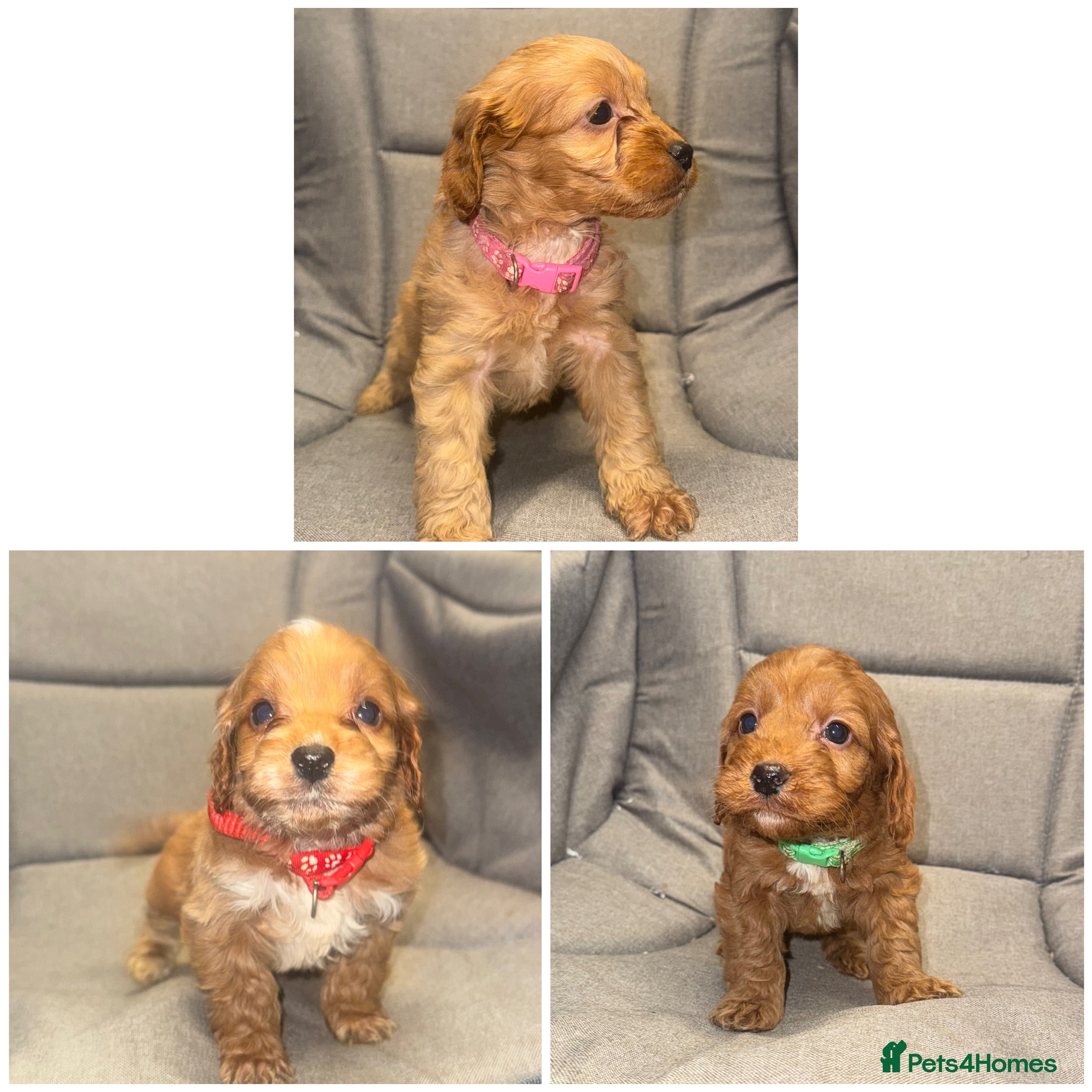 Cockapoo dogs Cockapoo LAST 3 F1 class Fox red puppies - Advert 9