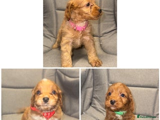 Cockapoo dogs Cockapoo LAST 3 F1 class Fox red puppies - Advert 10