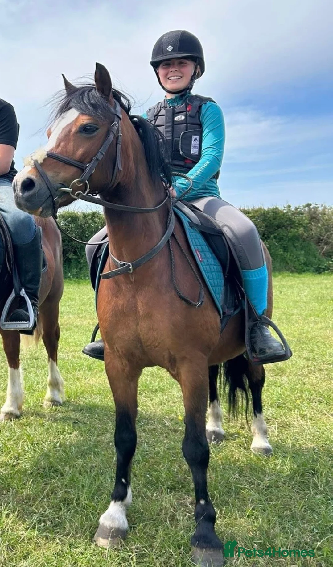 Welsh Section A horses for sale: Alfie - Advert 3