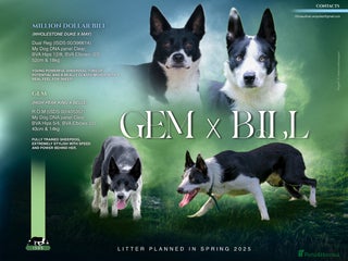 Border Collie dogs 2 dog pups ISDS Working Border Collie pups in Farnborough - Advert 16