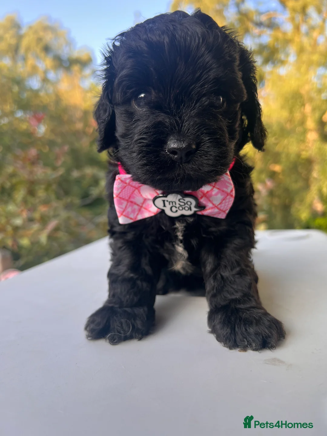 Cavapoo dogs for sale: Cavapoos From Extensively Health Tested Parents - Advert 2