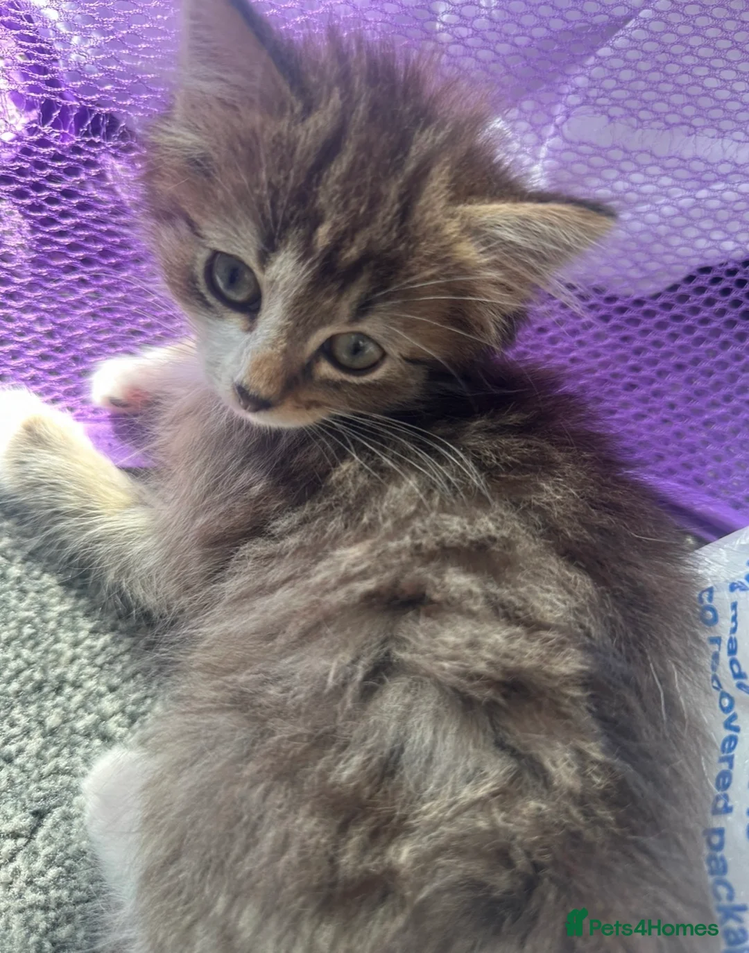 Mixed Breed cats for sale: Beautiful Kittens Looking for Loving Homes - Advert 3