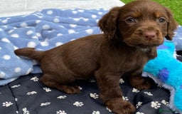 Cocker Spaniel dogs for sale: READY NOW WORKING COCKER SPANIEL PUPPYS - Image 2